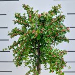 Skalník rozprestretý (Cotoneaster hrizontalis) - výška 60-80 cm, kont. C7L (-24°C) - NA KMIENKU